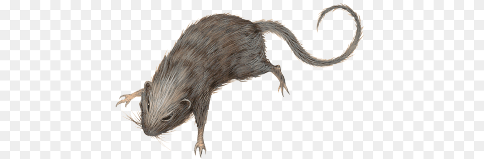 Rat Rat Dnd, Animal, Mammal, Bird, Rodent Png