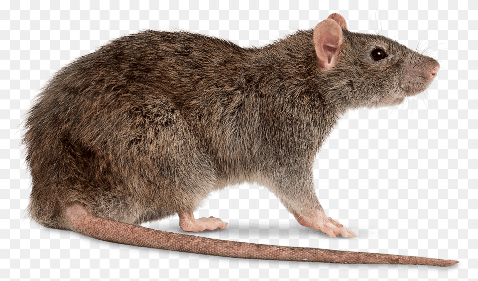 Rat Right, Animal, Mammal, Rodent Png