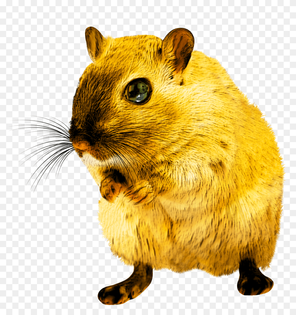 Rat Rodent, Animal, Mammal Png Image