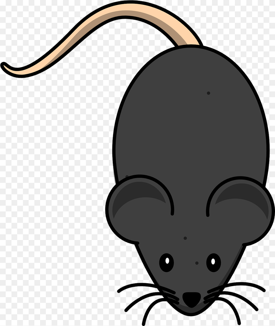 Rat Rodent Mouse Mouse Clip Art, Animal, Mammal Free Png