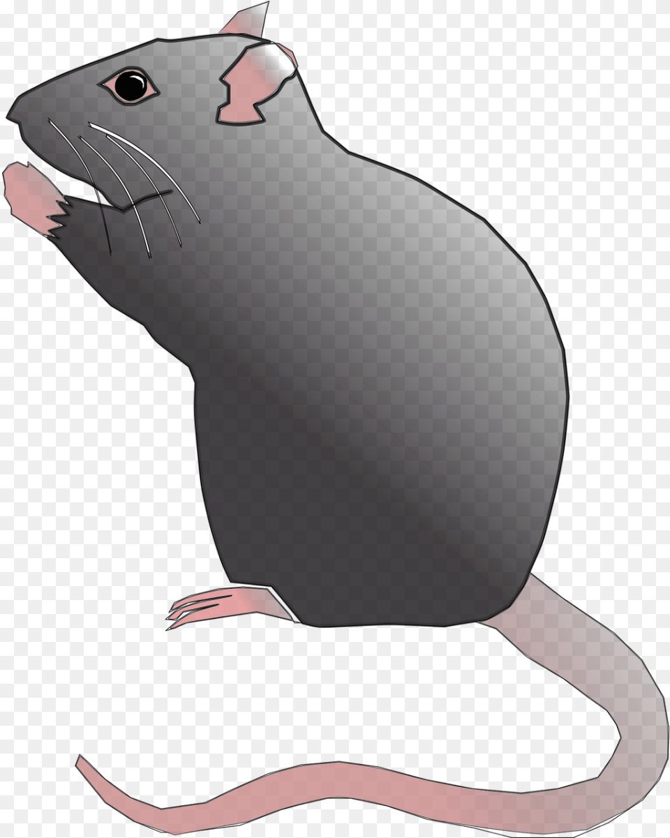 Rat Rodent Pest Mouse Animal, Mammal, Adult, Female, Person Free Transparent Png