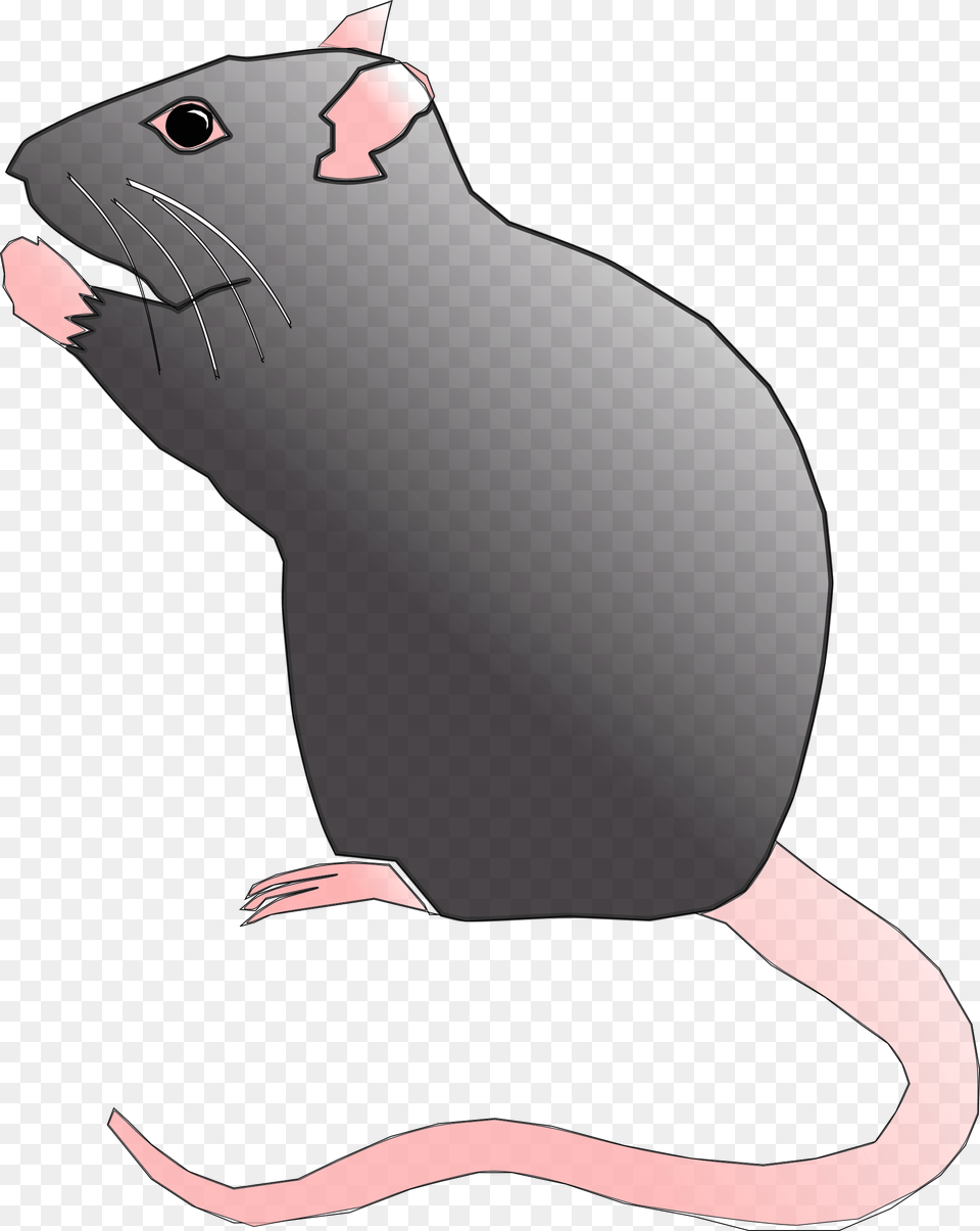 Rat Rodent Pest Mouse Animal Image Cute Rat Pic Cartoon, Mammal, Person Free Png