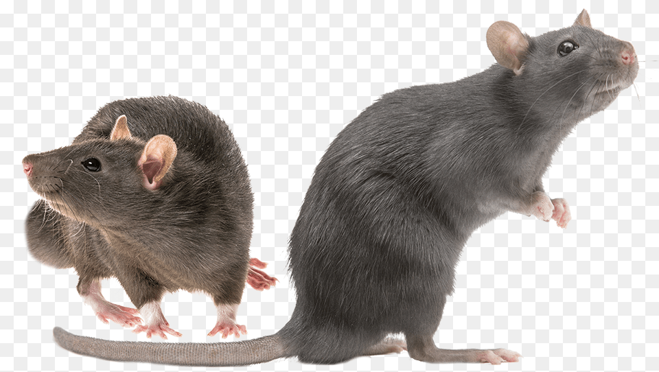 Rat Shutterstock, Animal, Mammal, Rodent Free Png