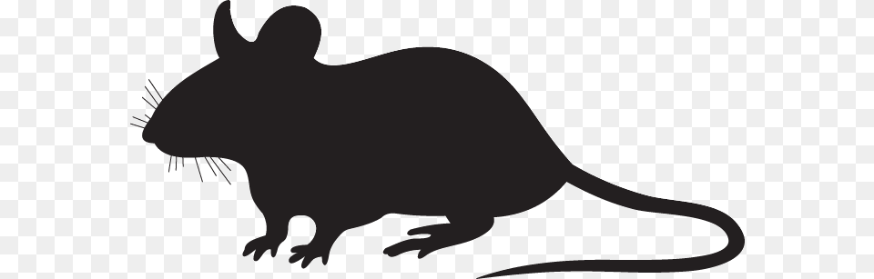 Rat Silhouette, Animal, Mammal, Rodent, Kangaroo Free Png