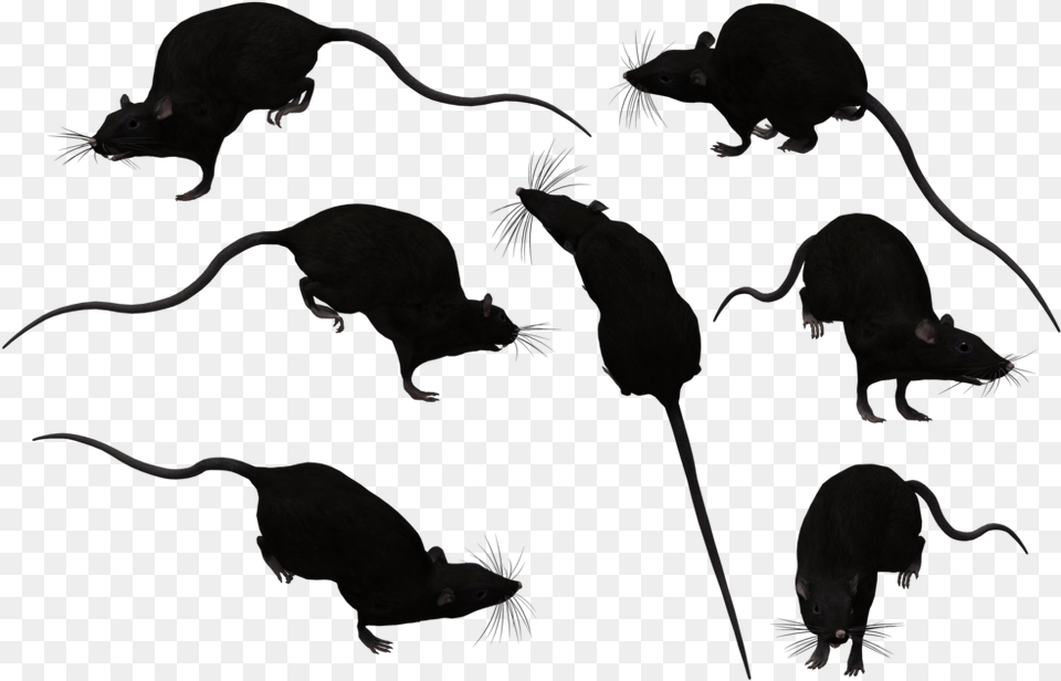 Rat Silhouette Portable Network Graphics, Animal, Mammal, Rodent, Bird Png Image