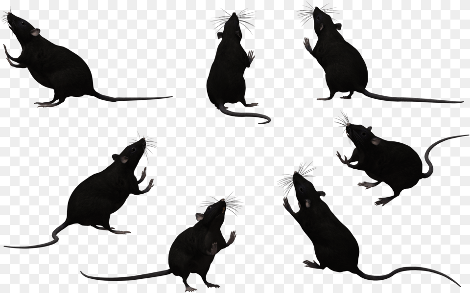 Rat Silhouette Royalty Rats Black And White, Animal, Mammal, Rodent, Bird Free Png