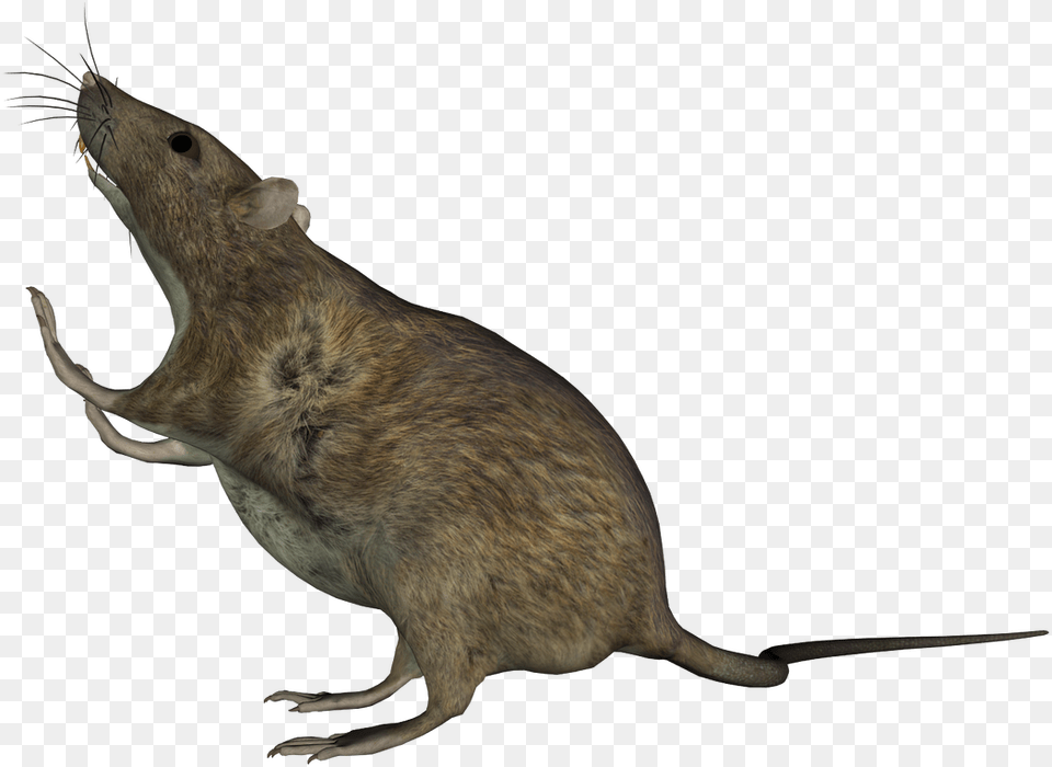 Rat Sitting Mouse, Animal, Mammal, Rodent, Bird Free Png