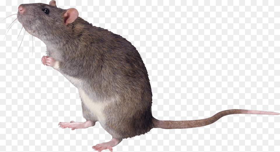Rat Tikus, Animal, Mammal, Rodent Png Image