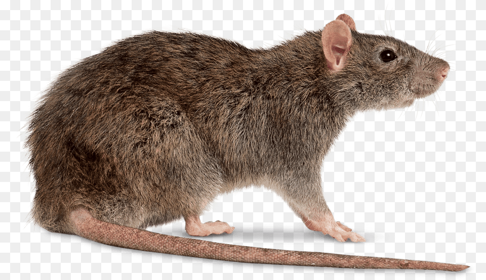 Rat Transparent, Animal, Mammal, Rodent Free Png Download