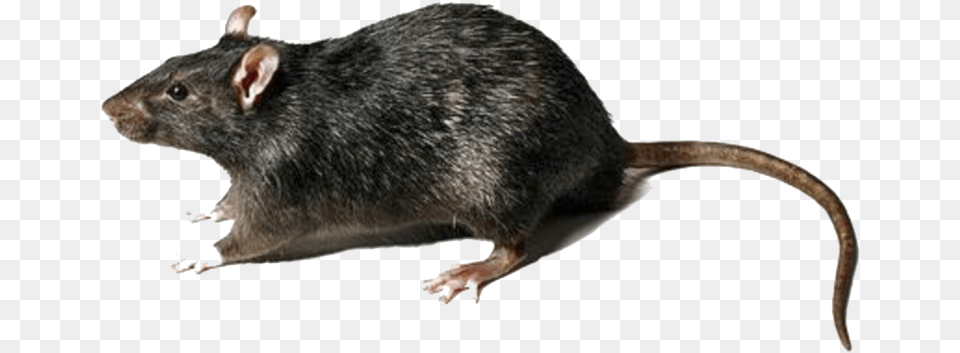 Rat Transparent Background, Animal, Mammal, Rodent Png