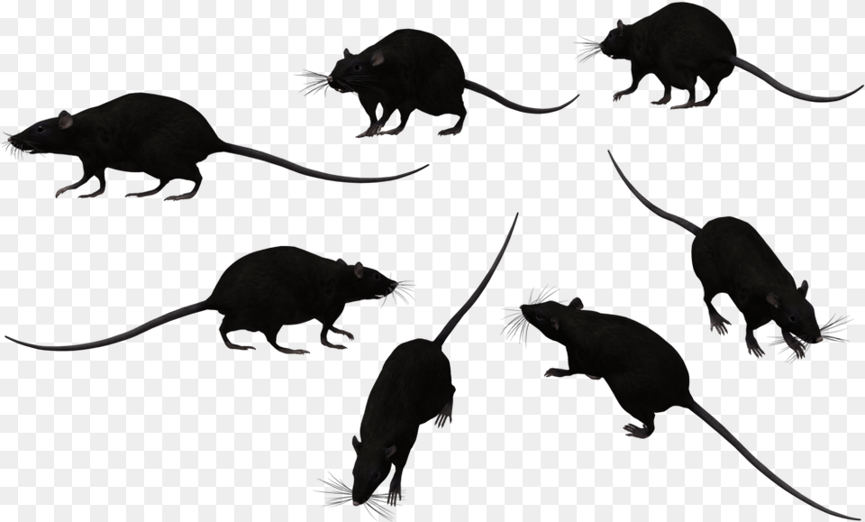 Rat Transparent Black Rat, Animal, Mammal, Rodent Png Image