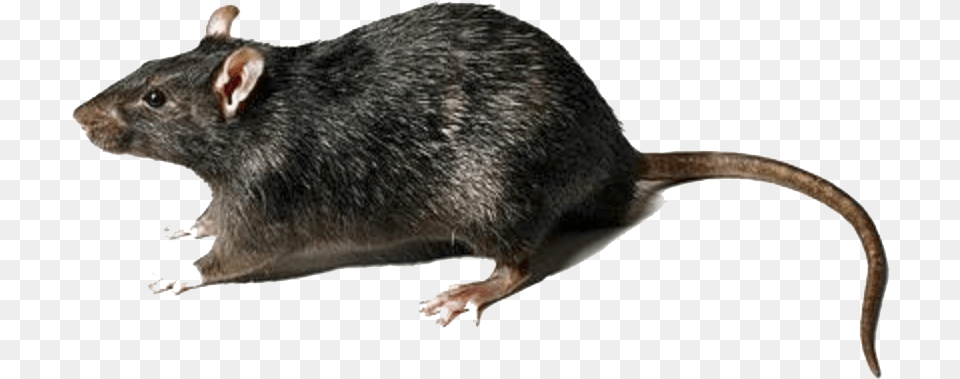 Rat Download Rat With No Background, Animal, Mammal, Rodent Free Transparent Png