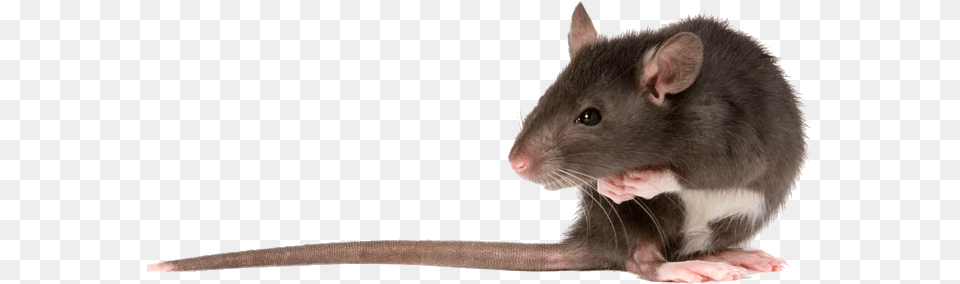 Rat Transparent Rat, Animal, Mammal, Rodent Png Image
