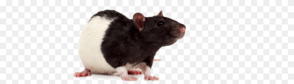 Rat Transparent Rat, Animal, Mammal, Rodent Png Image