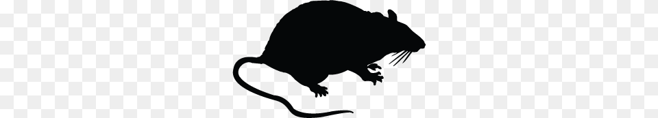 Rat Vector, Animal, Mammal, Rodent, Fish Free Png Download