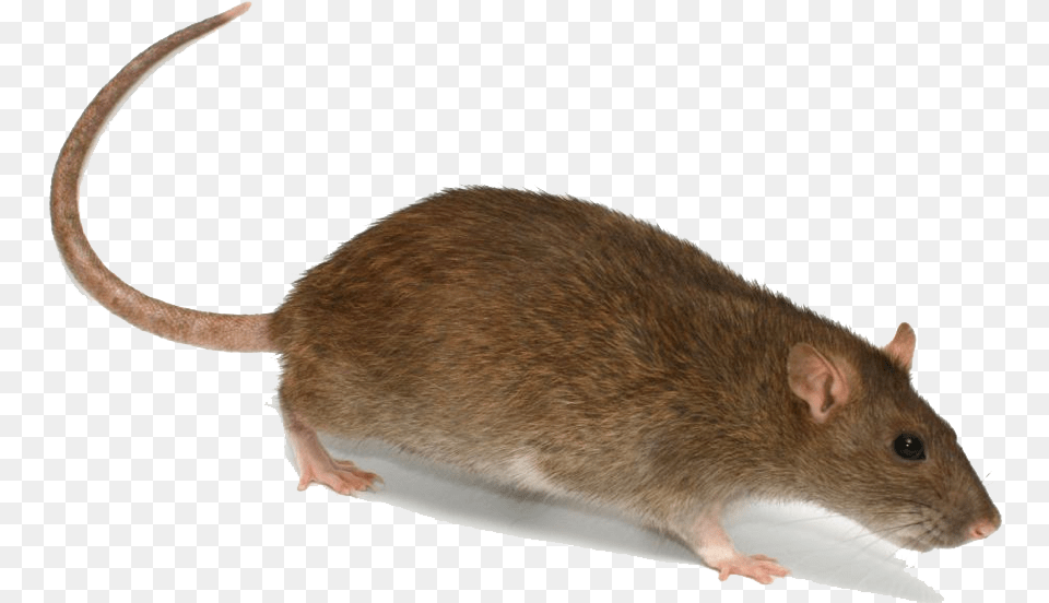 Rat With A Hat, Animal, Mammal, Rodent Free Png