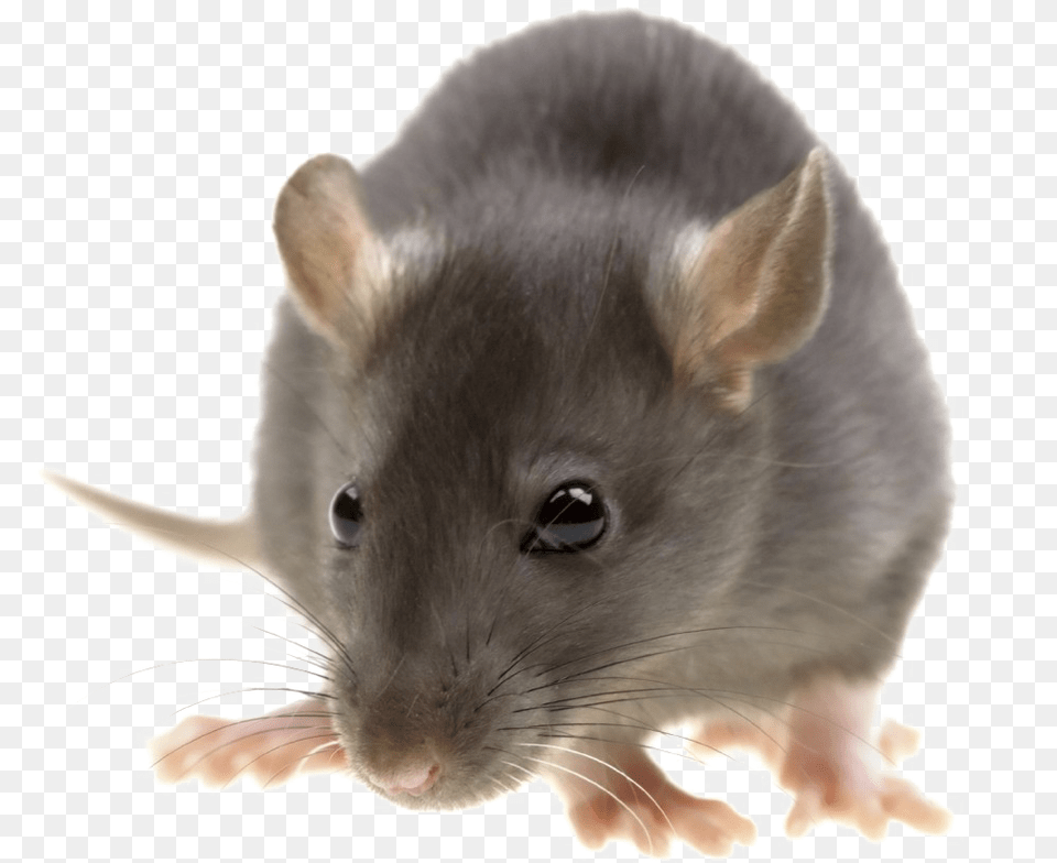 Rat With Transparent Background Pest Control, Animal, Mammal, Rodent Free Png Download