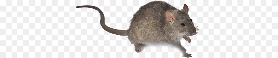 Rata De Campo, Animal, Mammal, Rat, Rodent Png Image