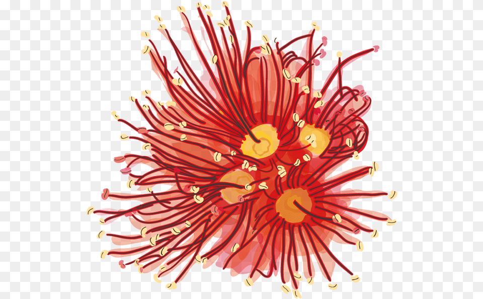 Rata Flower, Anther, Plant, Pollen Free Png