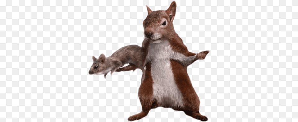 Ratatata Bang Gif Ratatata Bangbang Fingergun Discover U0026 Share Gifs Eurasian Red Squirrel, Animal, Mammal, Rat, Rodent Free Transparent Png