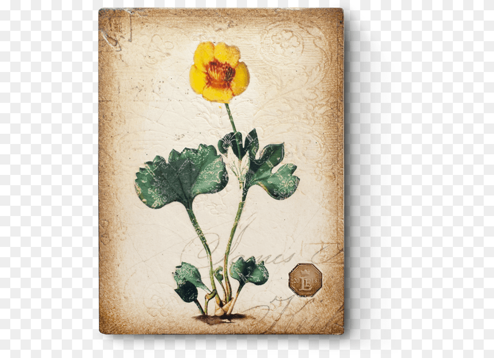 Rated R Buttercup, Plant, Flower, Geranium, Anemone Free Png Download