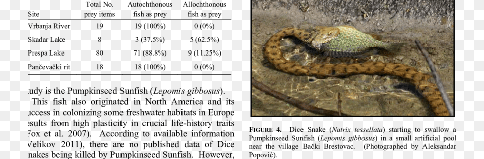 Ratios Of Autochthonous To Allochthonous Fish Species Rattlesnake, Animal, Reptile, Snake Free Png