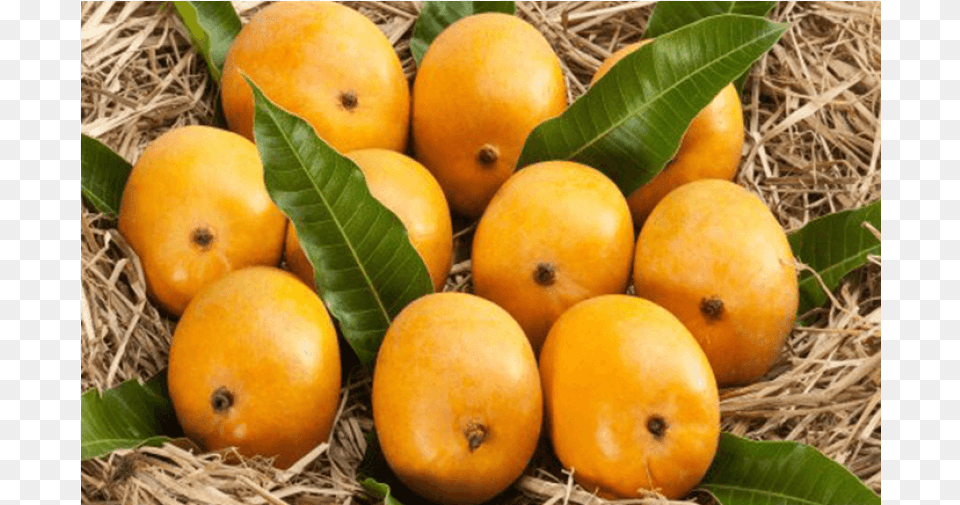 Ratnagiri Alphonso Hapus 6 Nos Ratnagiri Alphonso Hapus Mango National Fruit Of India, Food, Plant, Produce, Citrus Fruit Free Png