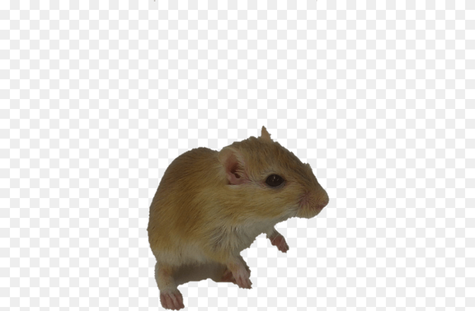 Rato Fundo Transparente, Animal, Mammal, Rodent, Rat Free Transparent Png