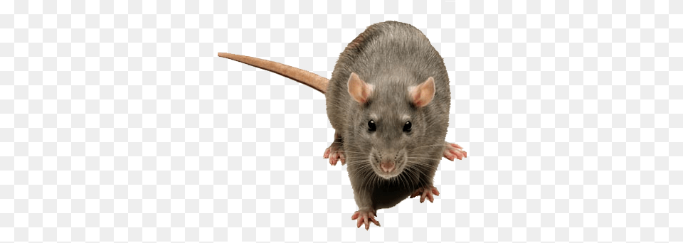 Rats And Rodent Control Norway Rat, Animal, Mammal Free Transparent Png