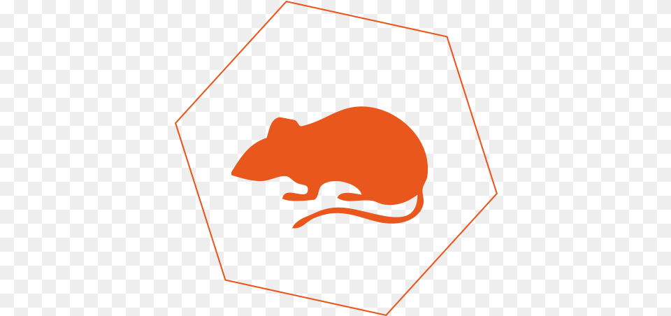 Rats Orange Rat Animal, Mammal, Rodent Free Transparent Png