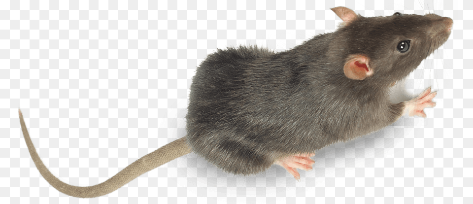 Rats Pest Control Treatment From Sudden Death Marsh Rice Rat, Animal, Mammal, Rodent Free Transparent Png