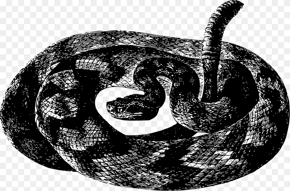 Rattlesnake, Gray Free Transparent Png