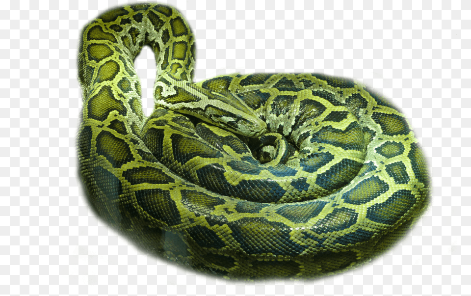 Rattlesnake Boa Constrictor Jibia, Animal, Reptile, Snake, Rock Python Free Transparent Png