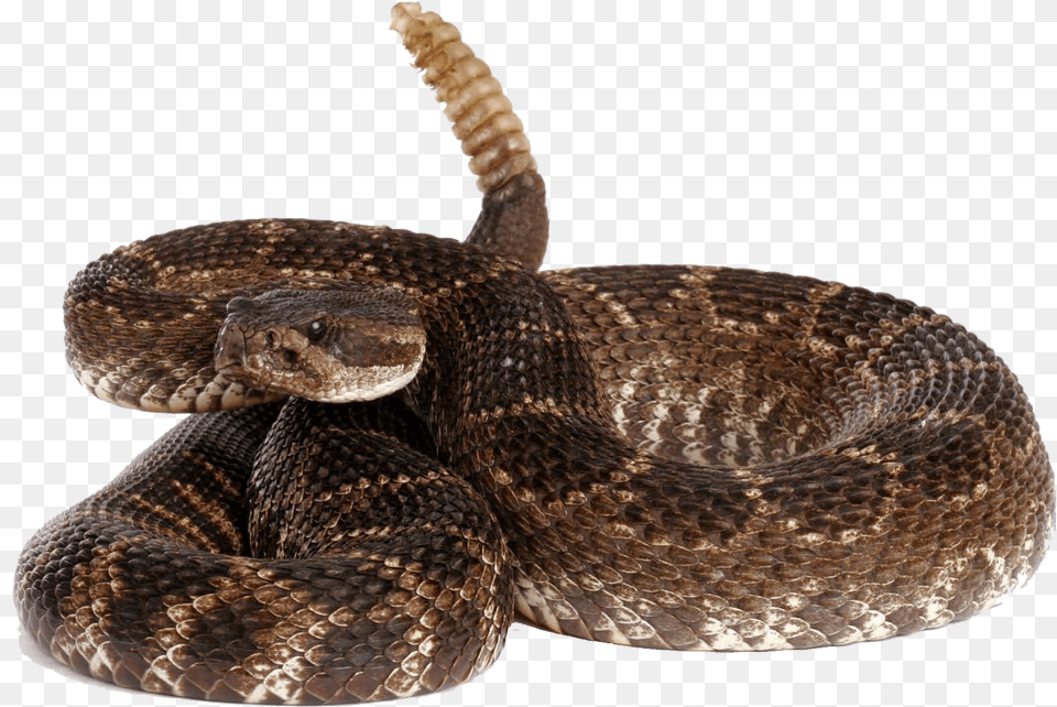 Rattlesnake Dog Pet Sitting Veterinarian Rattlesnake Transparent Background, Animal, Reptile, Snake Png Image