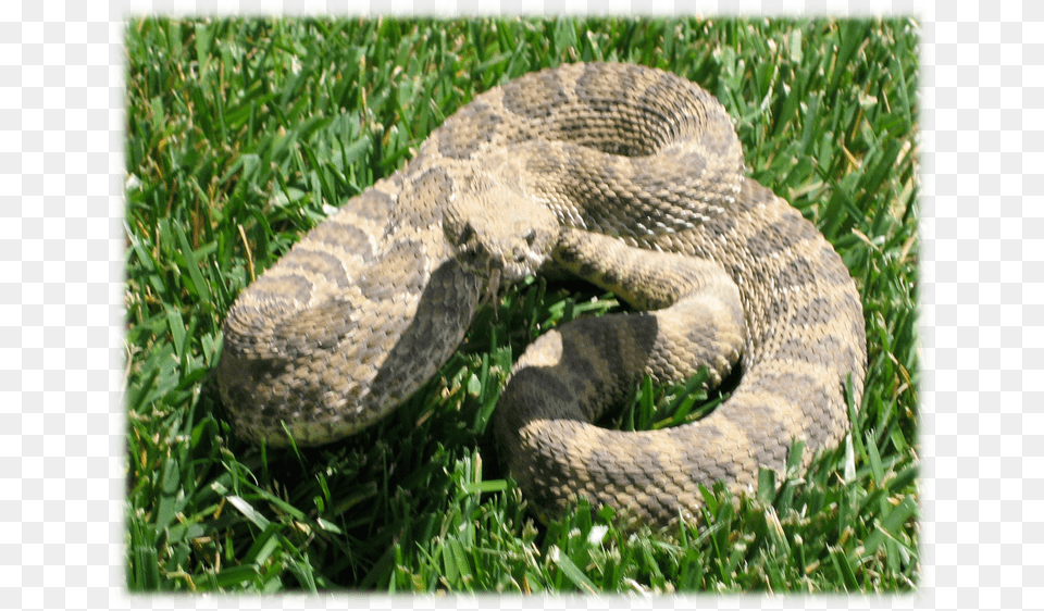 Rattlesnake In Our Backyard Serpent, Animal, Reptile, Snake Free Transparent Png