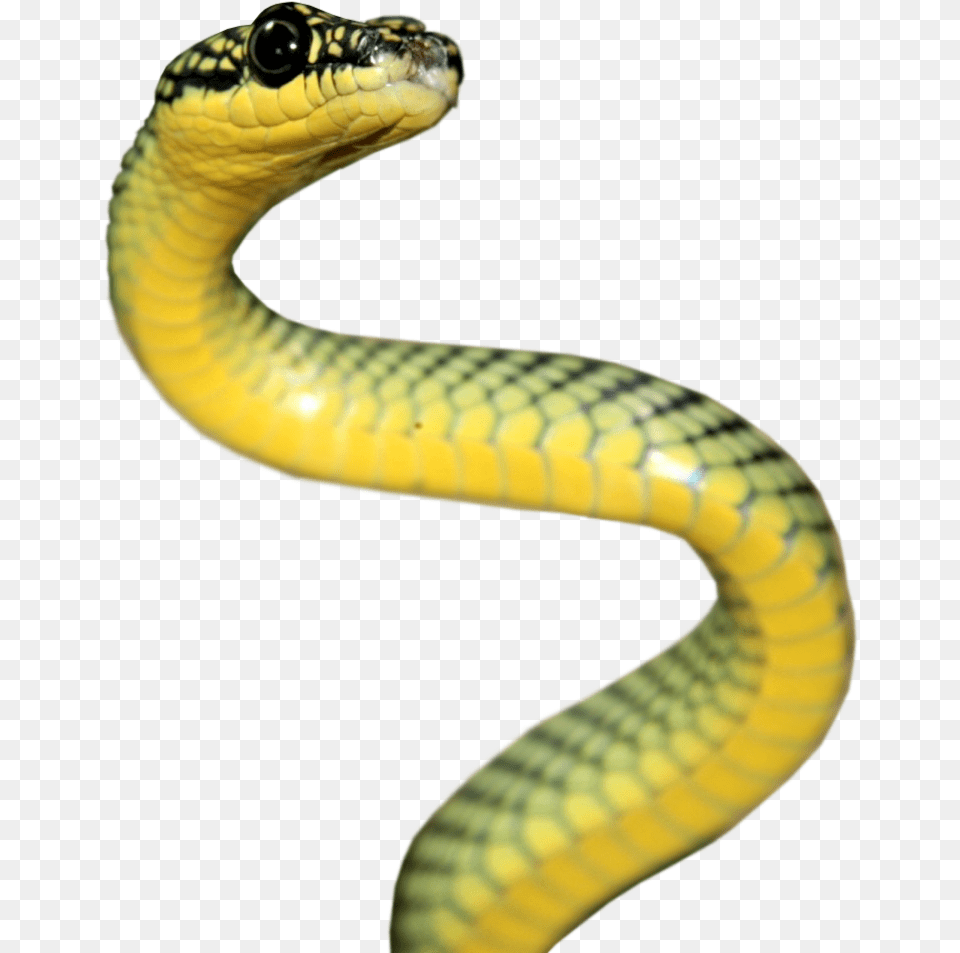 Rattlesnake Reptile Vipers Elapidae Serpent, Animal, Snake Png Image