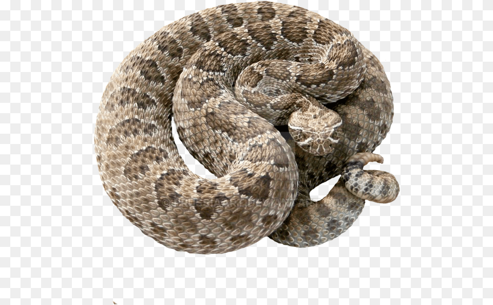 Rattlesnake Serpiente Cascabel, Animal, Reptile, Snake Png
