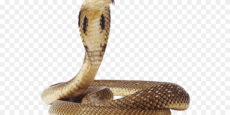 Rattlesnake Background Snake, Animal, Cobra, Reptile Free Transparent Png