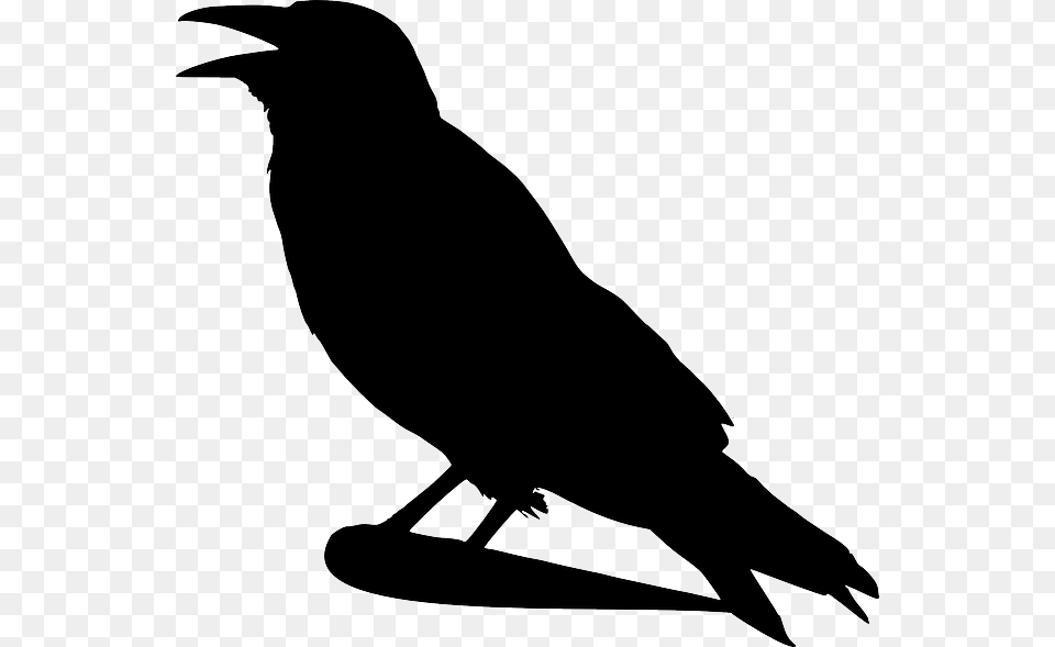 Raven, Silhouette, Animal, Bird, Blackbird Png