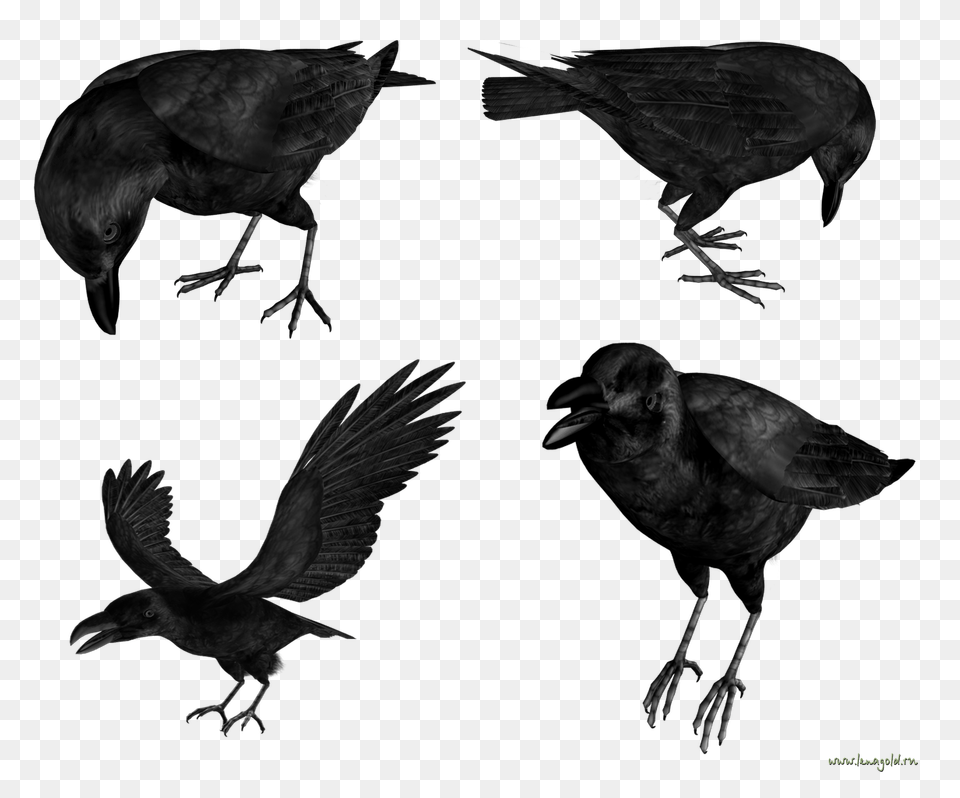 Raven, Animal, Bird, Blackbird, Crow Png Image