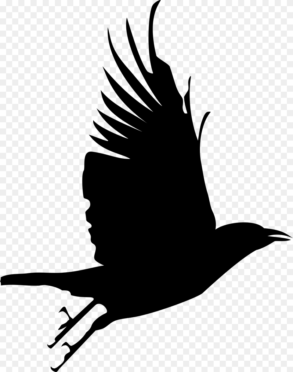 Raven, Gray Free Png