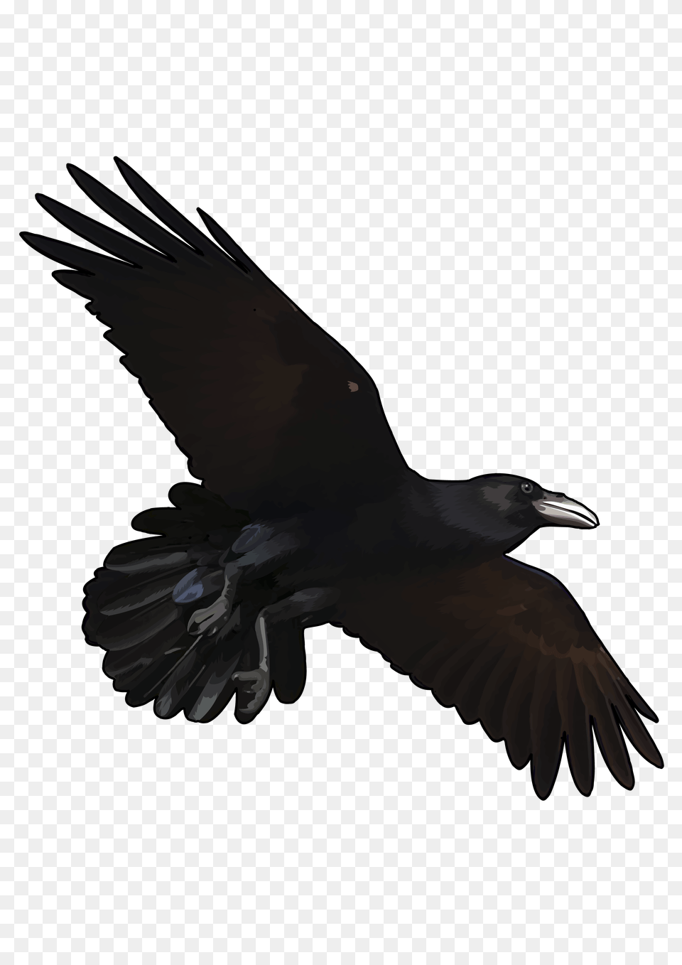 Raven, Animal, Bird, Blackbird, Flying Png Image