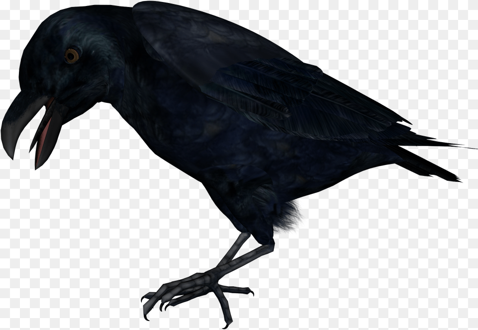 Raven, Animal, Bird, Blackbird, Crow Png