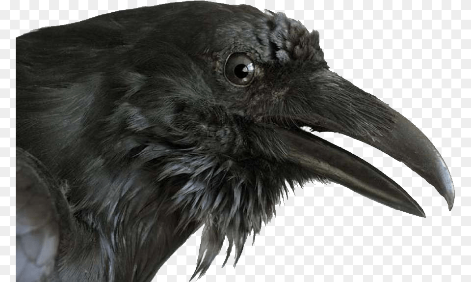 Raven, Animal, Beak, Bird, Crow Free Png Download