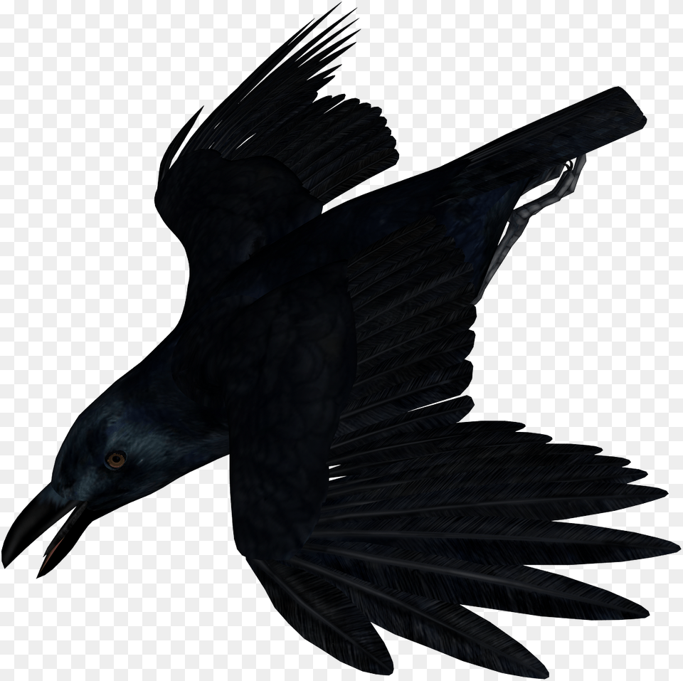 Raven, Animal, Bird, Blackbird Free Png