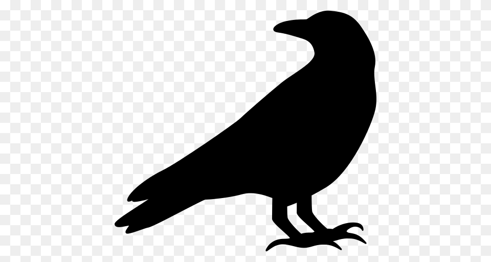 Raven, Gray Free Transparent Png