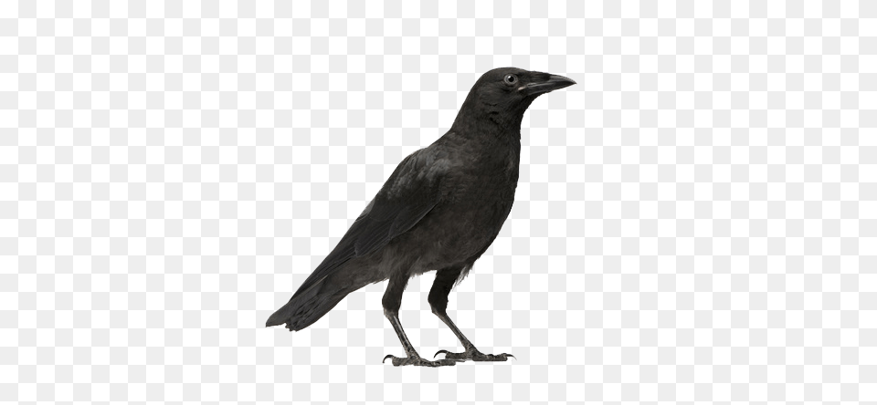 Raven, Animal, Bird, Crow, Blackbird Free Transparent Png