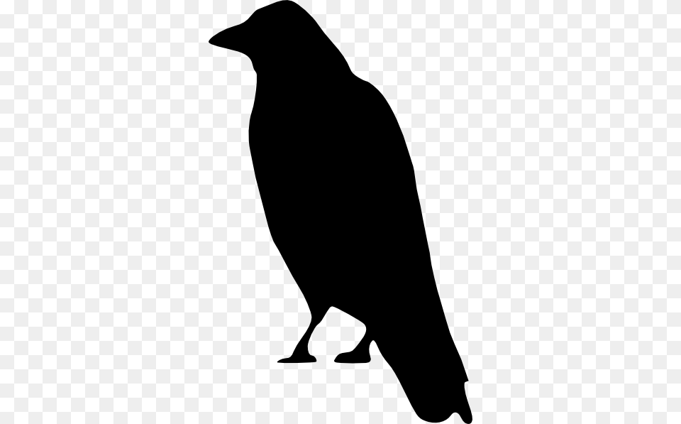 Raven, Silhouette, Animal, Bird, Crow Png
