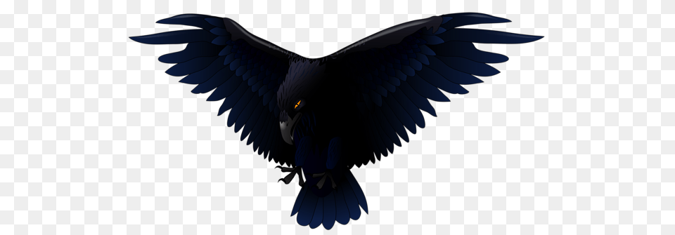 Raven, Animal, Bird, Blackbird Free Png