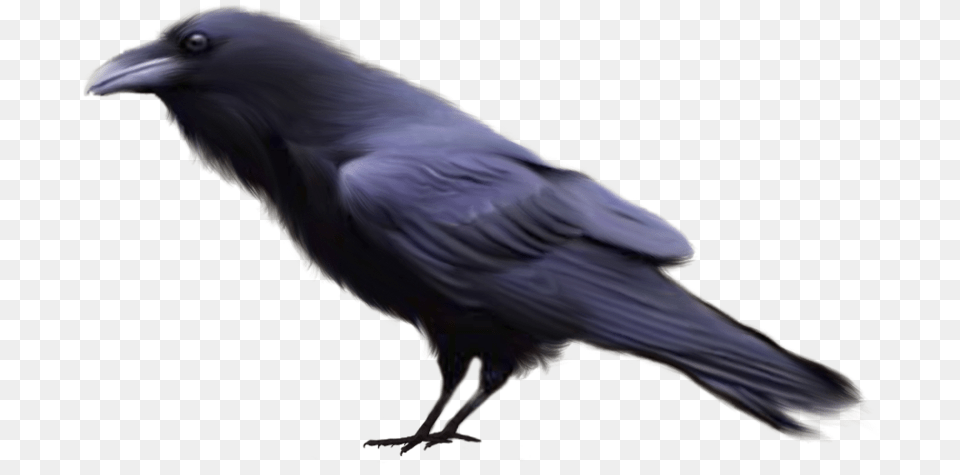 Raven, Animal, Bird, Crow, Blackbird Free Png Download